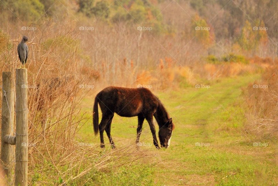 Pony in the Preserve