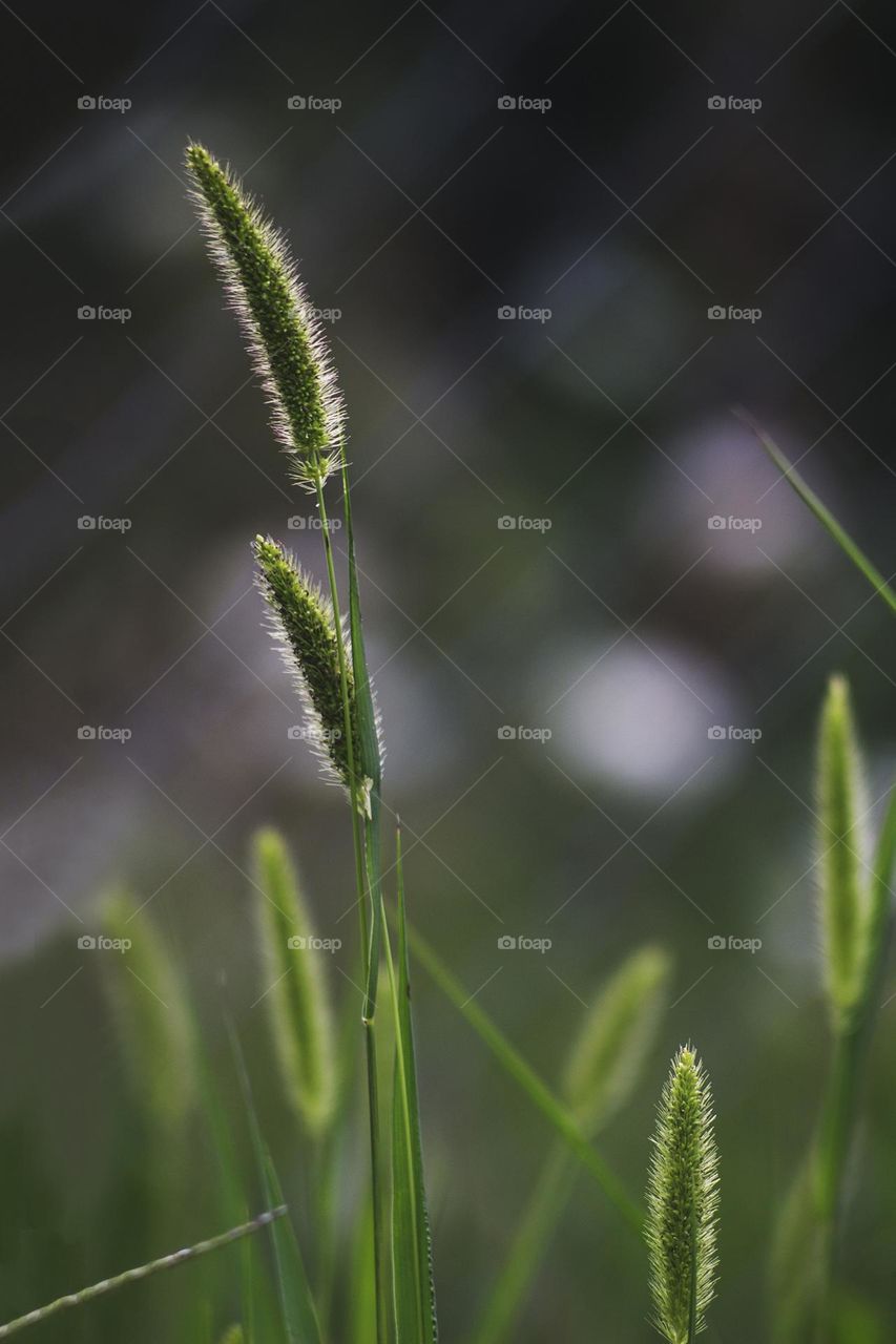 Fields of gold III