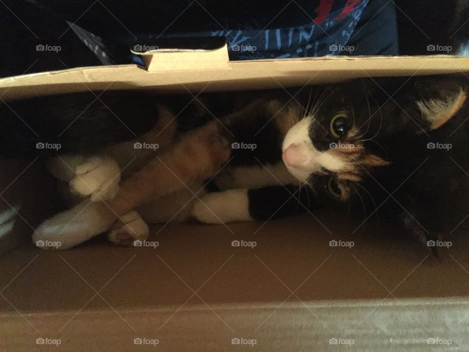 Kitty stuck in the box 