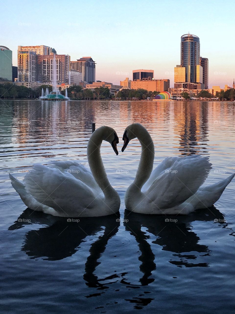 Swan love