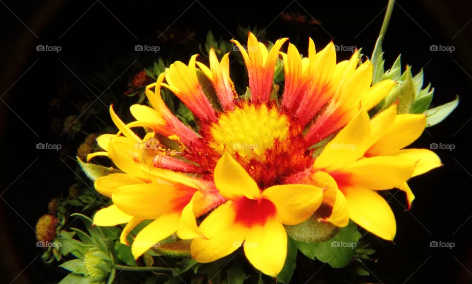 Flower