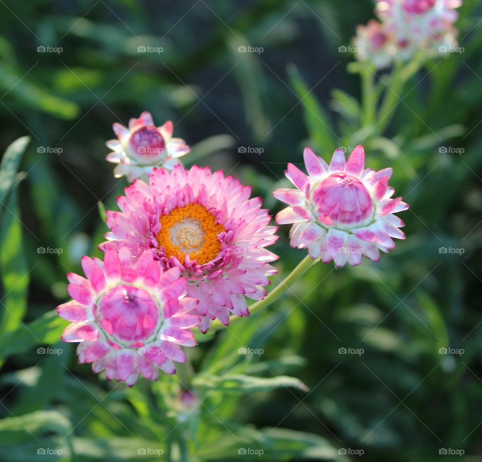 Community flower garden