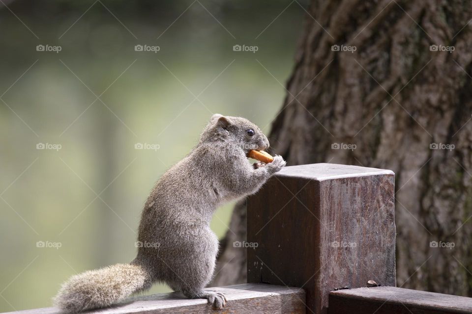 吃松饼的松鼠