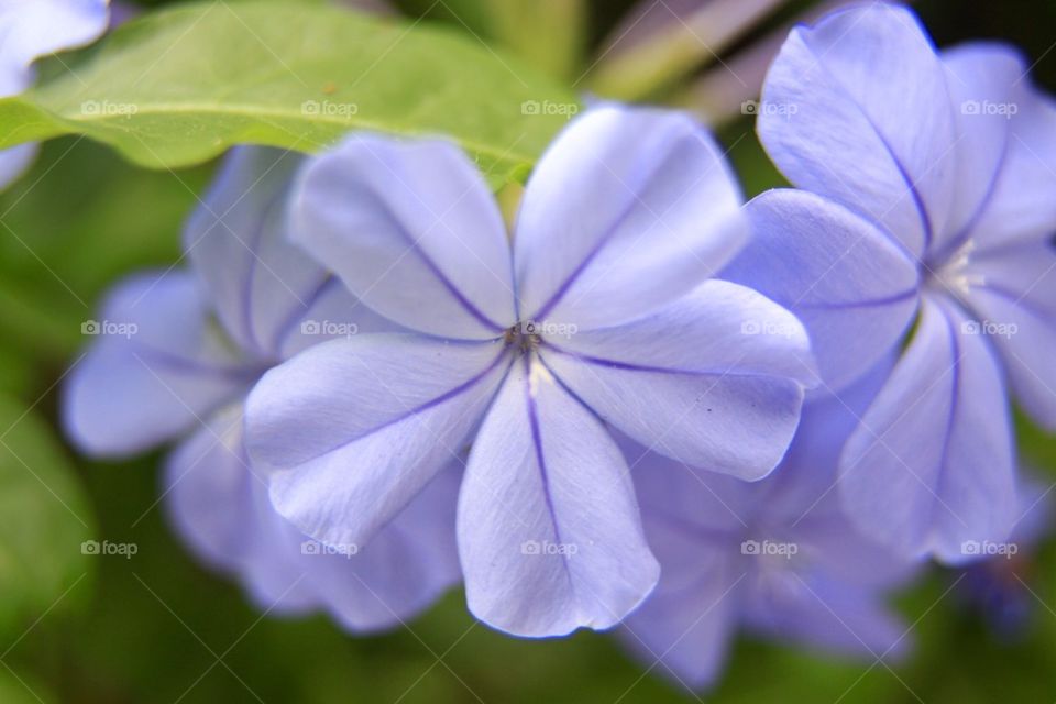 Flower blues 