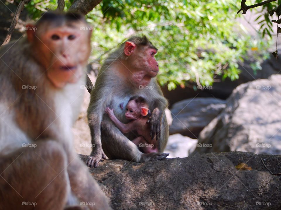 Close-up of monkey sitting with its baby