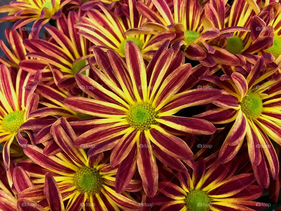 Festive Fall Flowers.