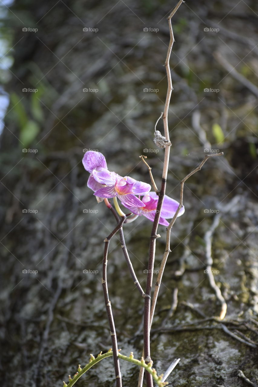 Orchids