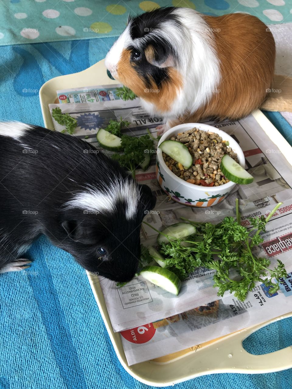 Timmy and Jonathan family pet 