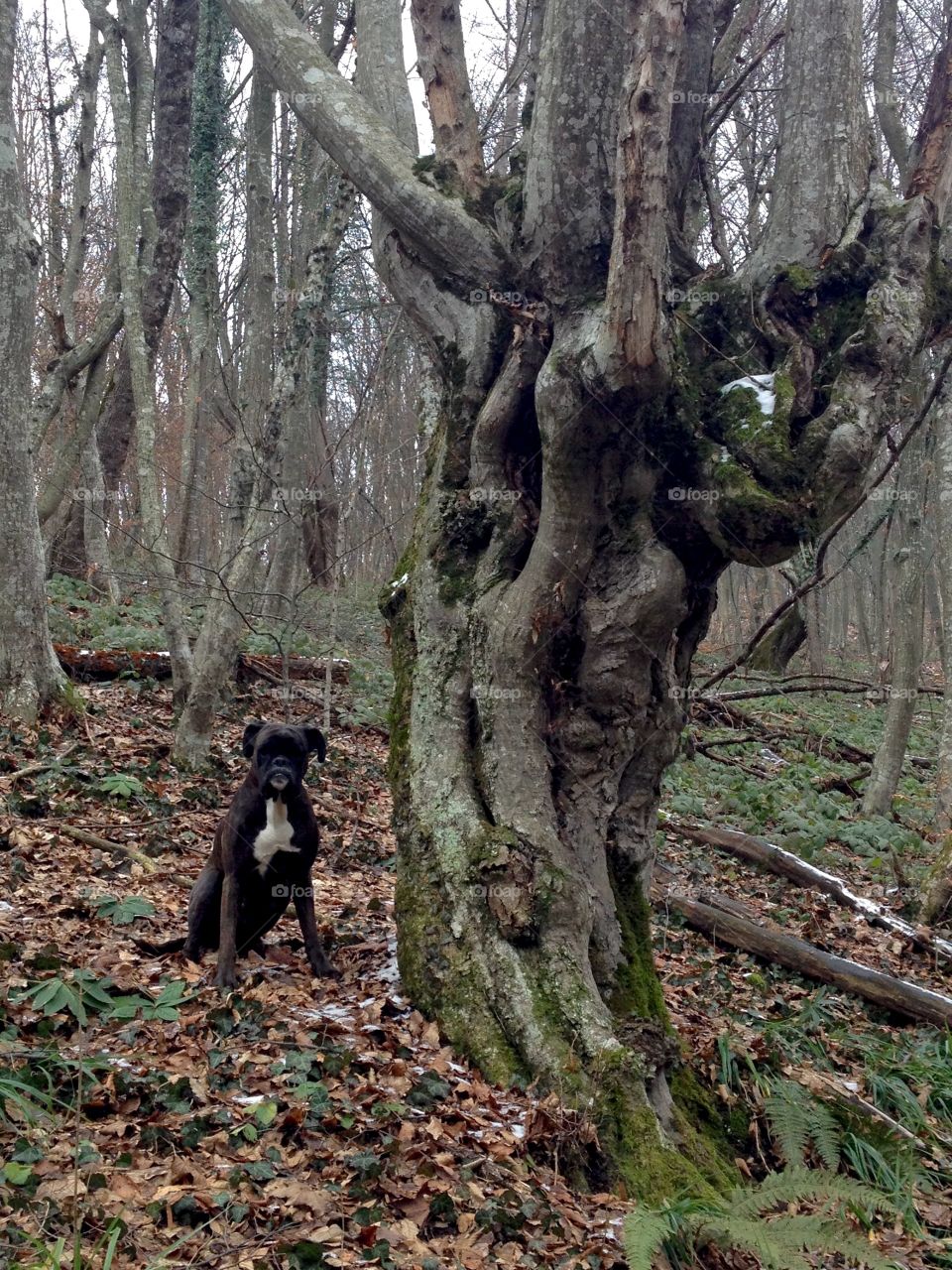 Walk through the woods with my dog