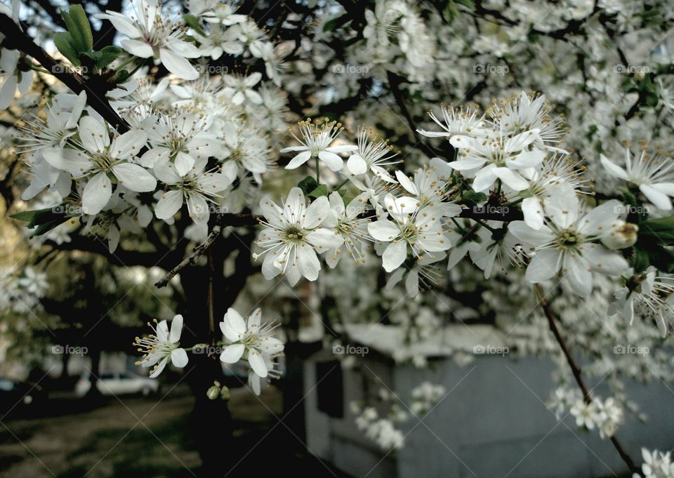 Flower, Flora, Cherry, Garden, Tree