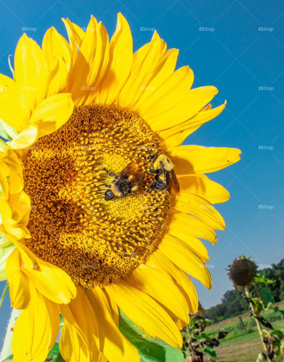 Summer yellow sunflower being pollinated by bumblebees