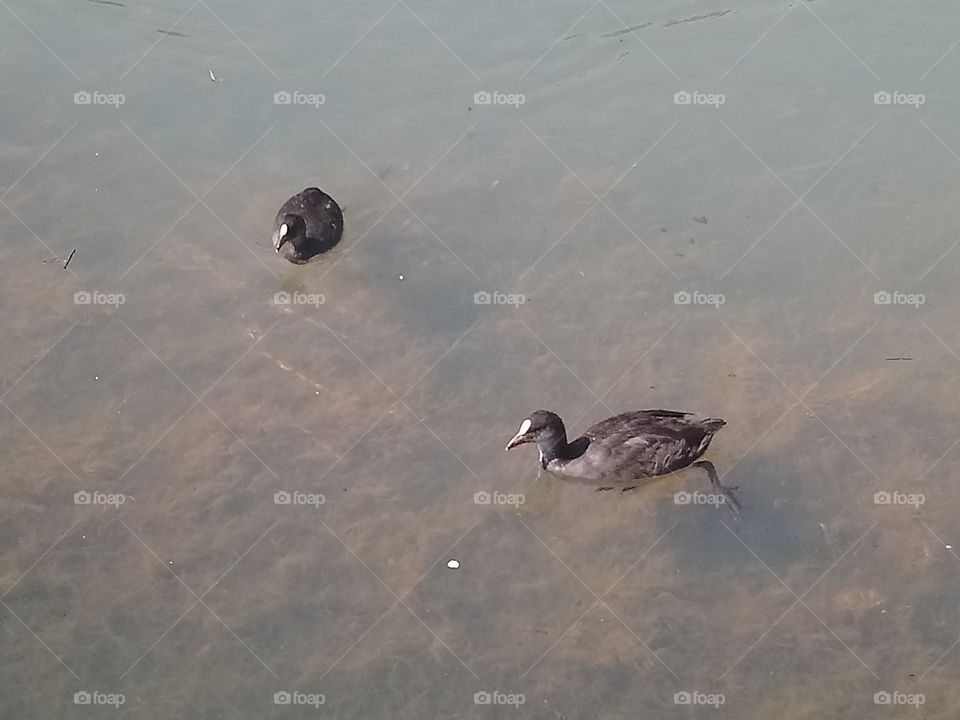 Canal coots