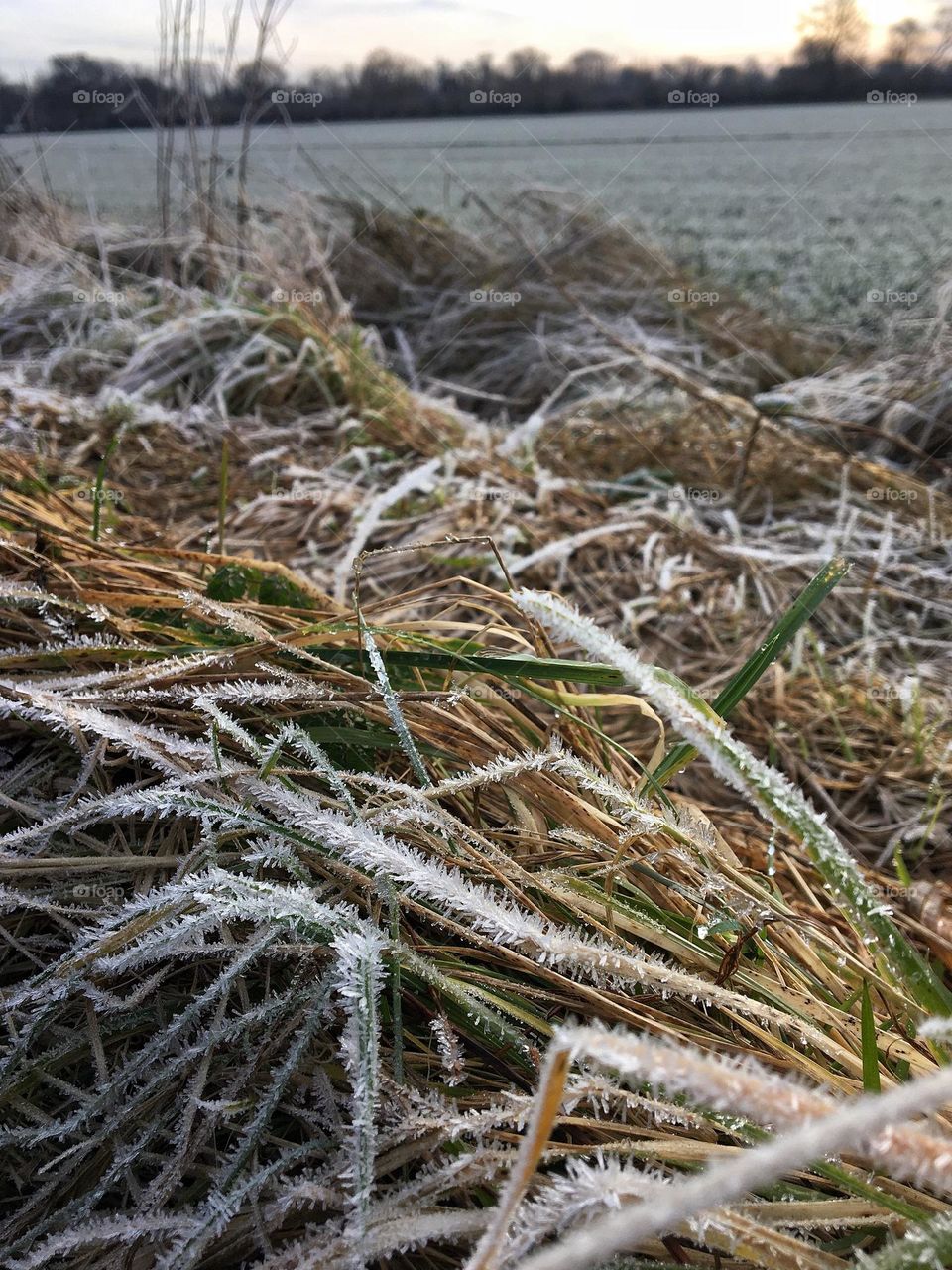 Grass on the edge of a local farmers field covered in overnight frost !