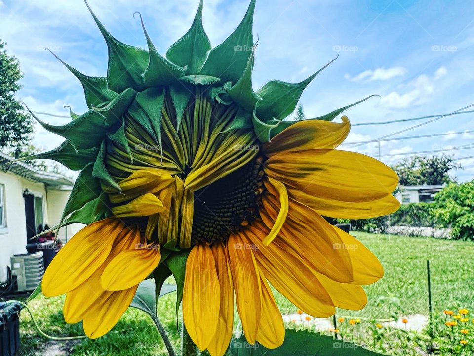 Sunflower slowly making its way to full bloom 