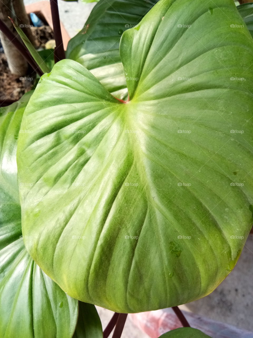 leaf
green
