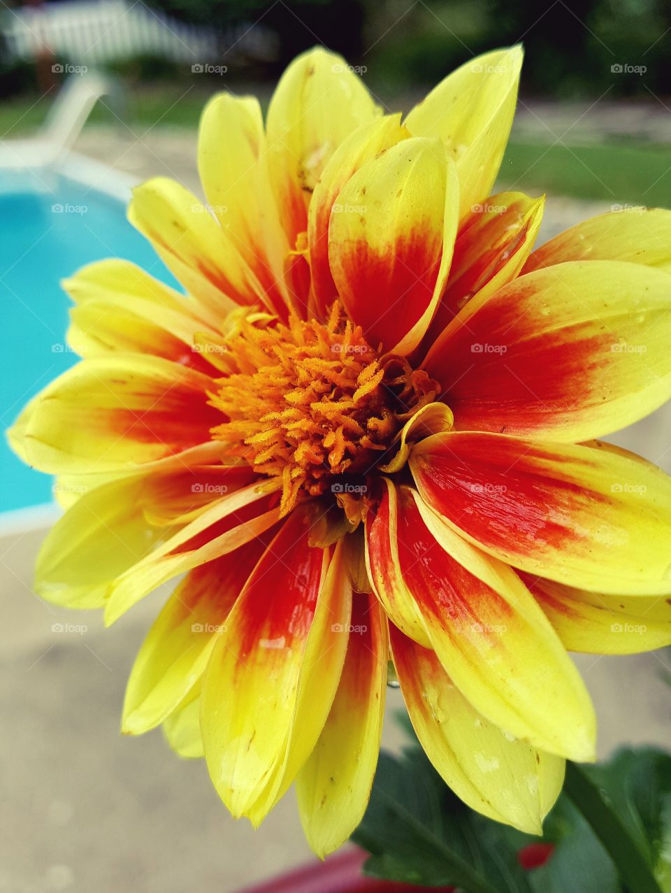Red and Yellow Dahlia