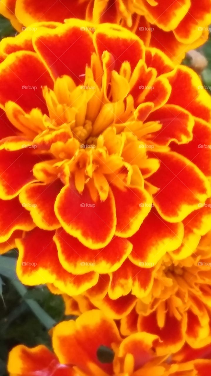 Marigold