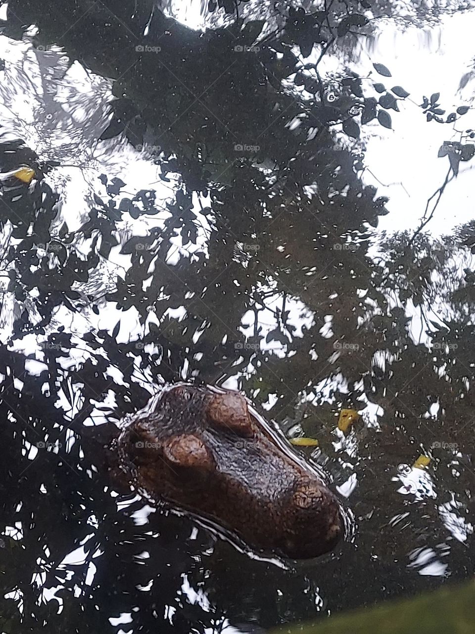 up close croc