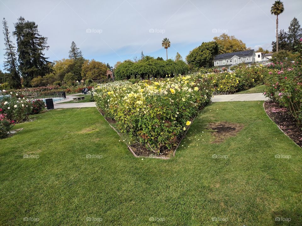 San Jose Rose garden