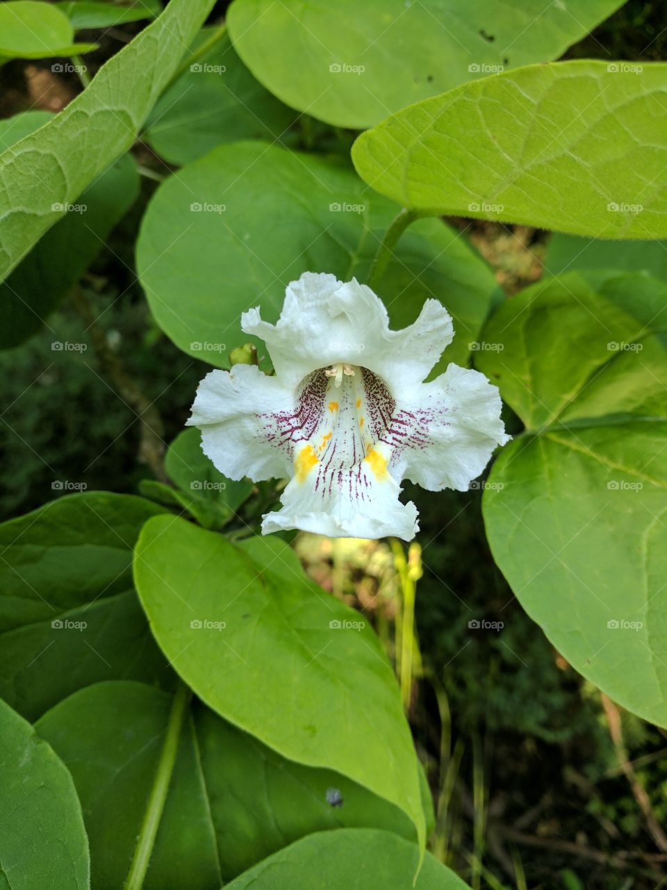 flowers of summer