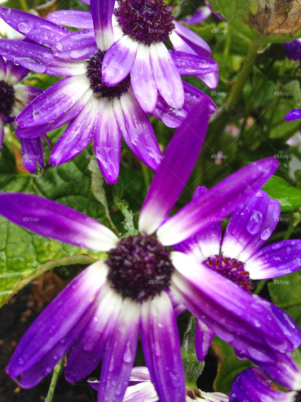 Purple/White Flowers