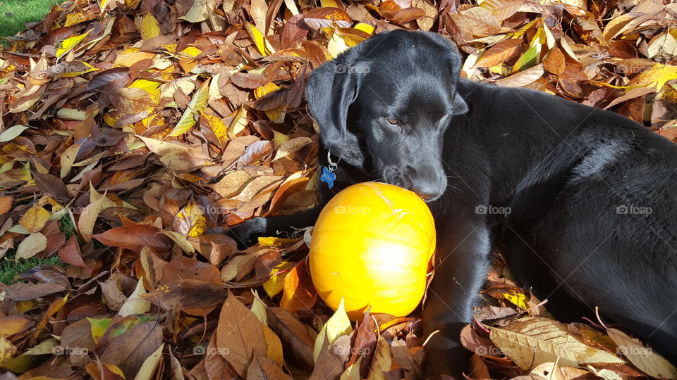 puppy and pumpkin