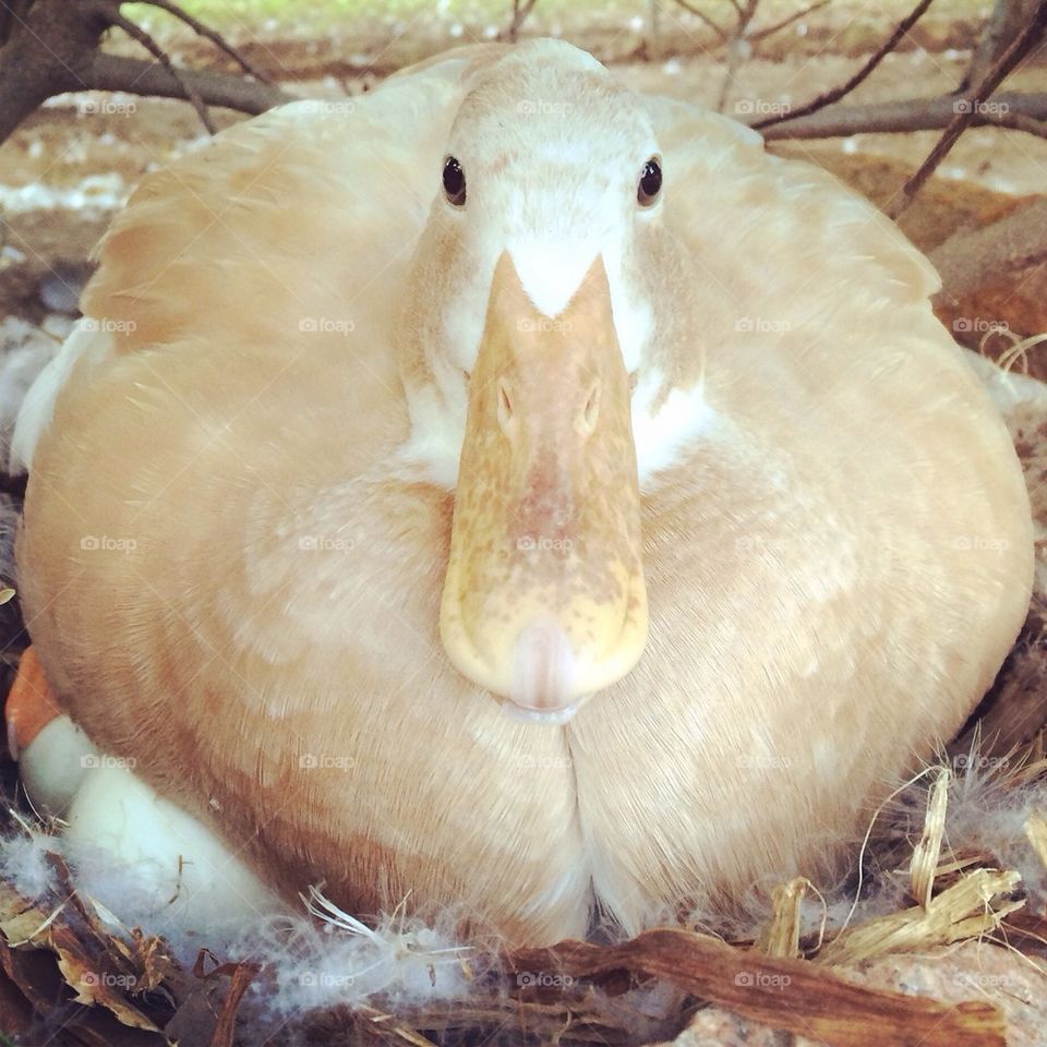 Mama duck