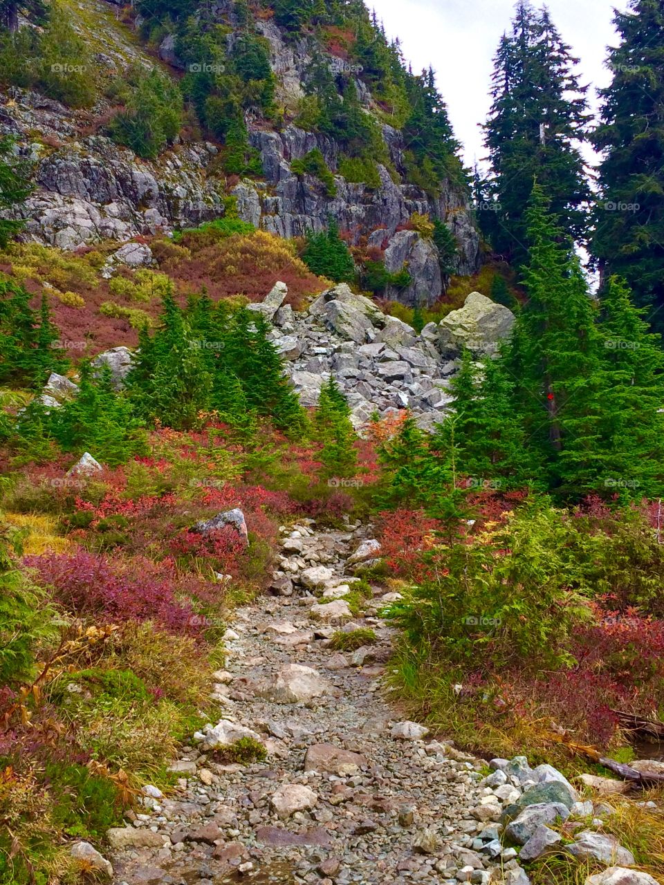Scenic view of autumn trees and plants
