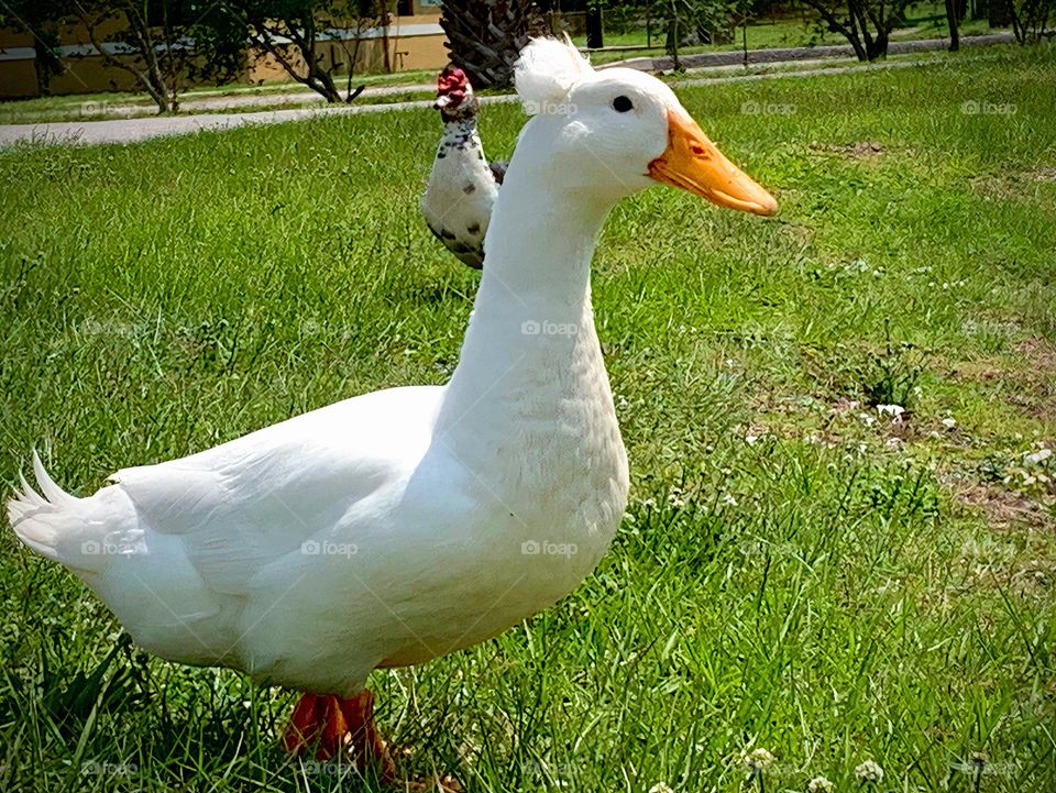 White Duck Following Us, Really Friendly, At The Park In The City Followed By An Other Colorful Duck That Seems Curious In The City.