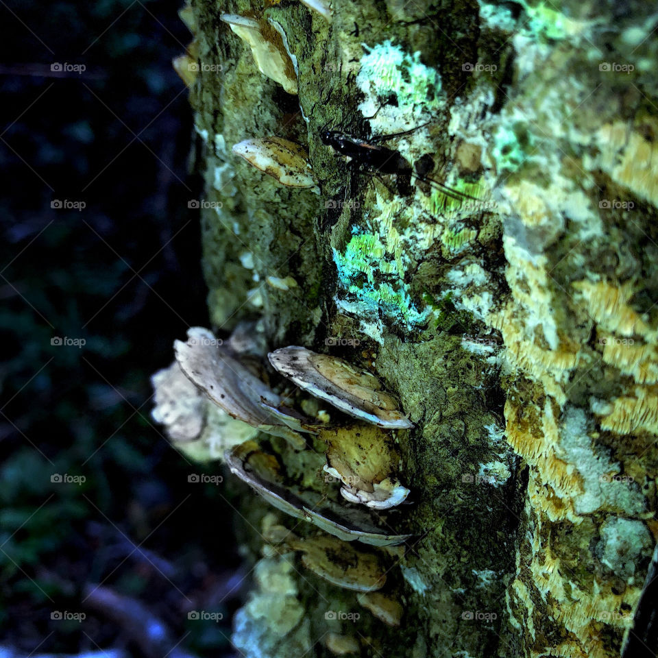 Likin’ Lichen 