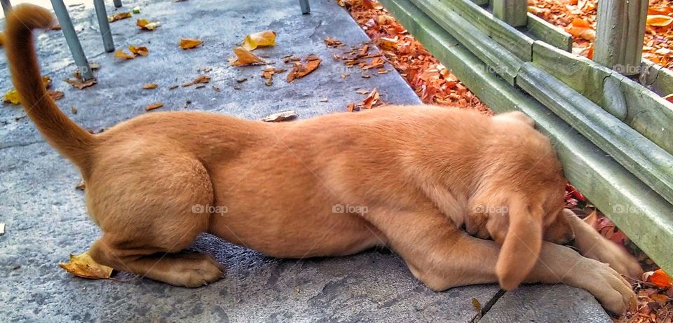 puppy playing with fallen leaves