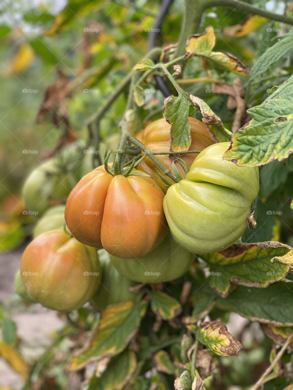 Ox heart tomato getting red with some left green