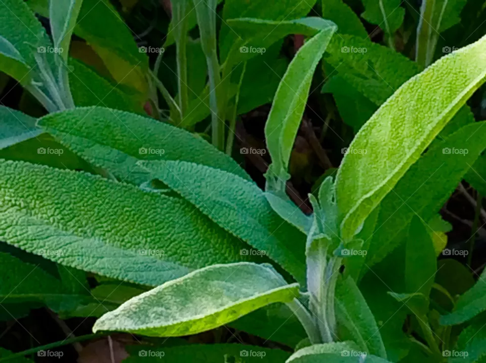  Sage