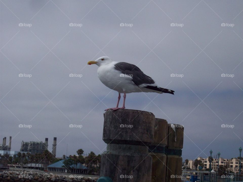 seagull at the beach