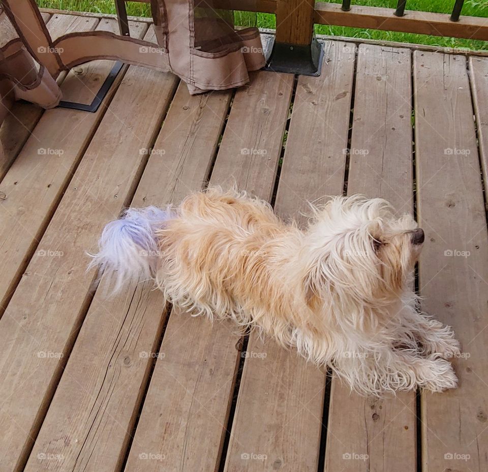 Cute dog relaxing on the deck enjoying the warmth upon her face. Day dreaming about chasing squirrels