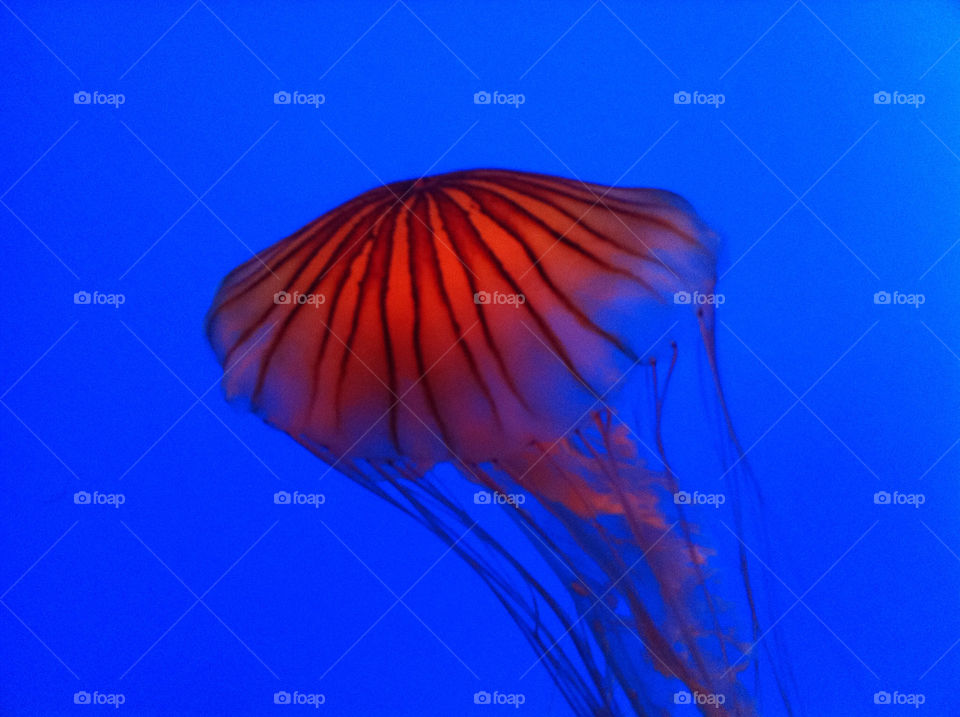 jellyfish @ Baltimore Aquarium.