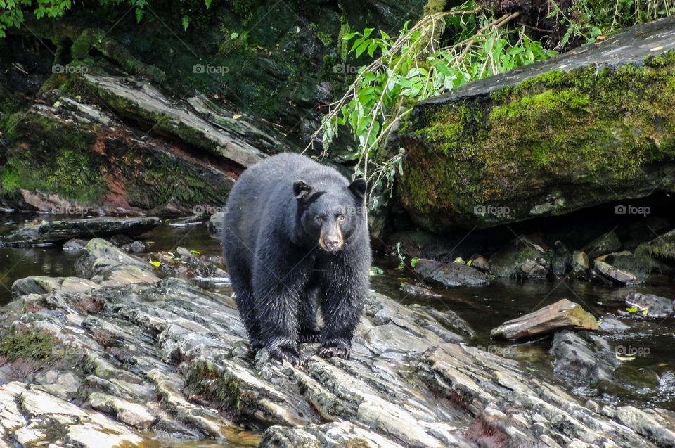 nature in Alaska