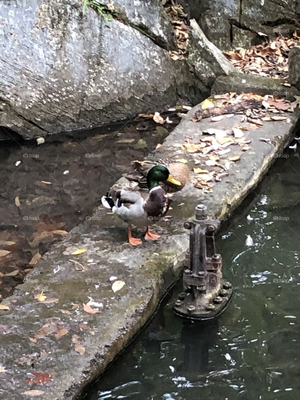 Mallard Duck sitting on a concrete wall at local pond 