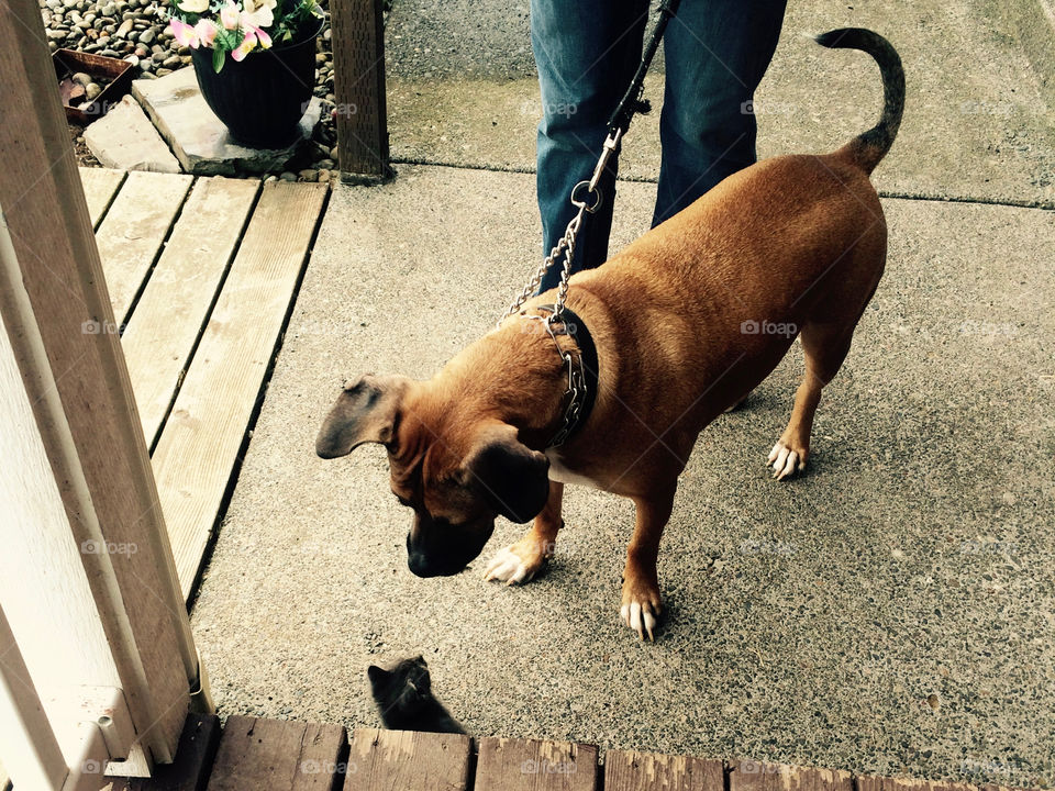 Rescue Boxer-Mix meeting a kitten outside a country home