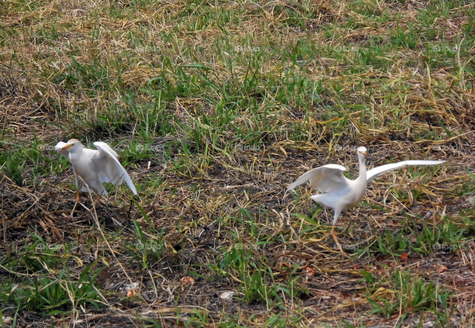 Cattle Egret In Flight