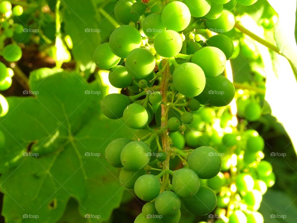 Grapes