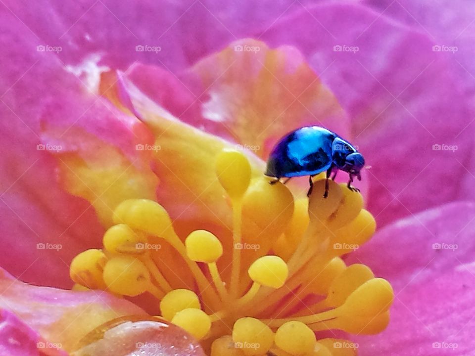 blue steel lady bug