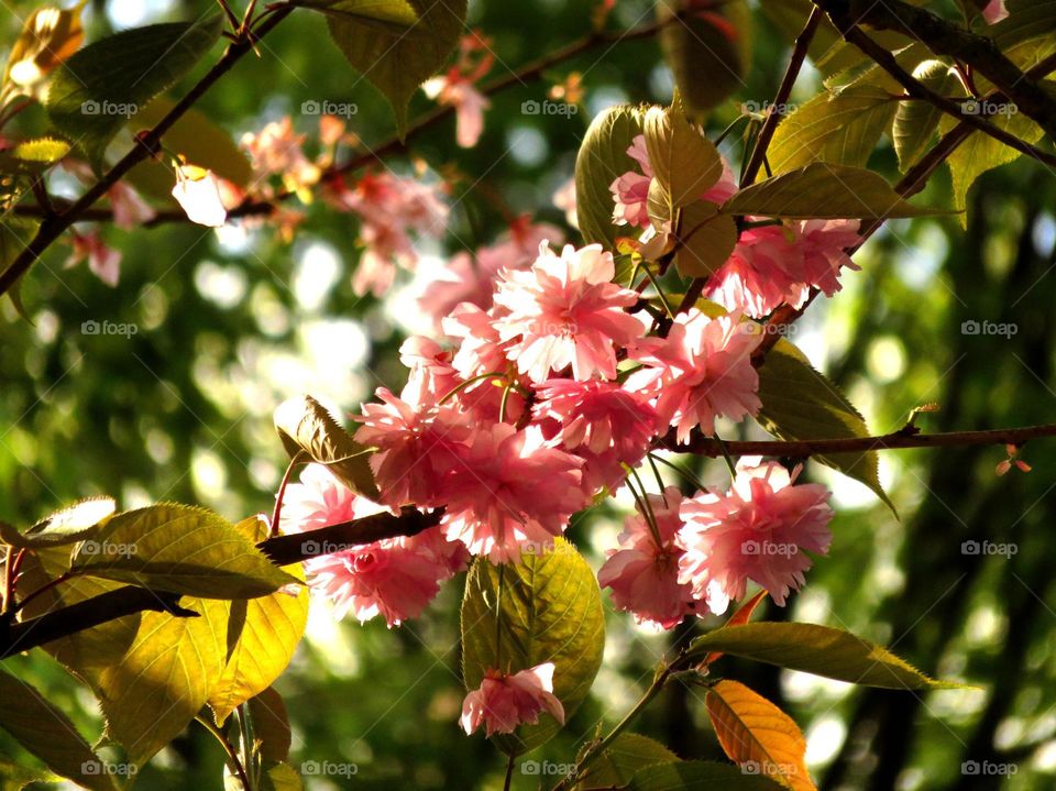 Japanese apple tree