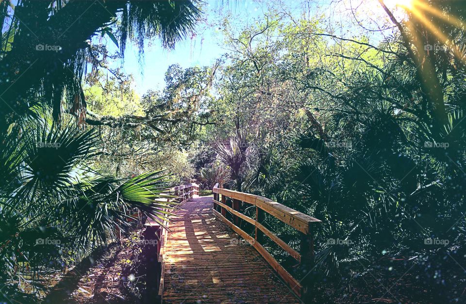 Forest Boardwalk 