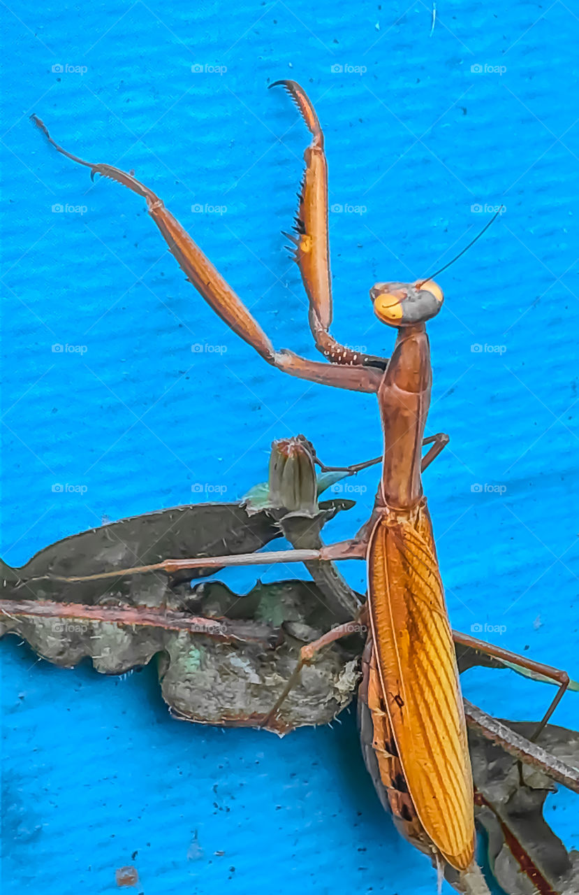 Orangey coloured praying mantis sitting on a leaf against a blue background 