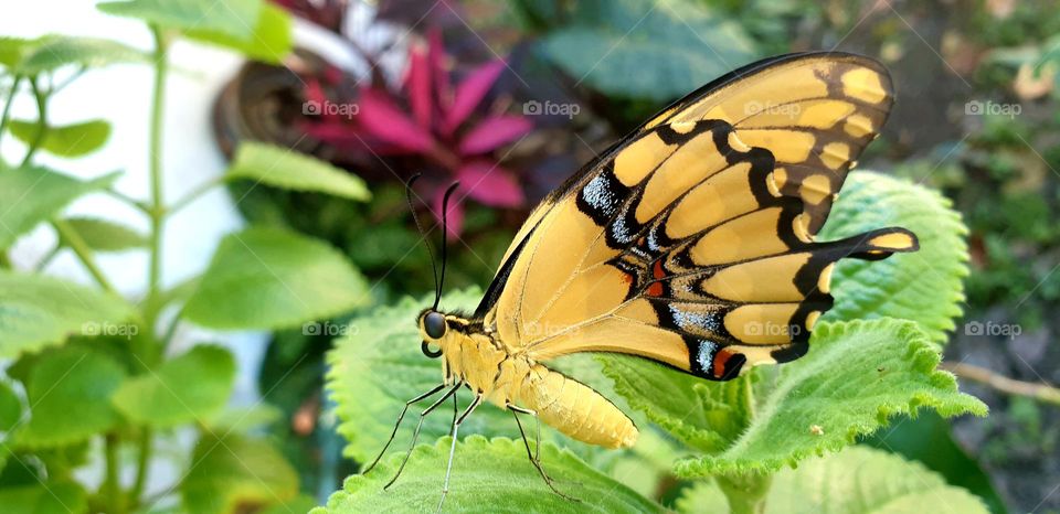 Very striking butterfly, intense yellow and black in color with red-blue spots that make it look very beautiful to look at.