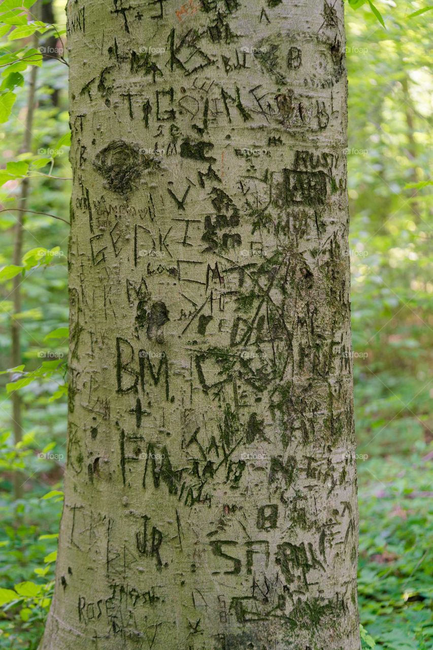 name tree