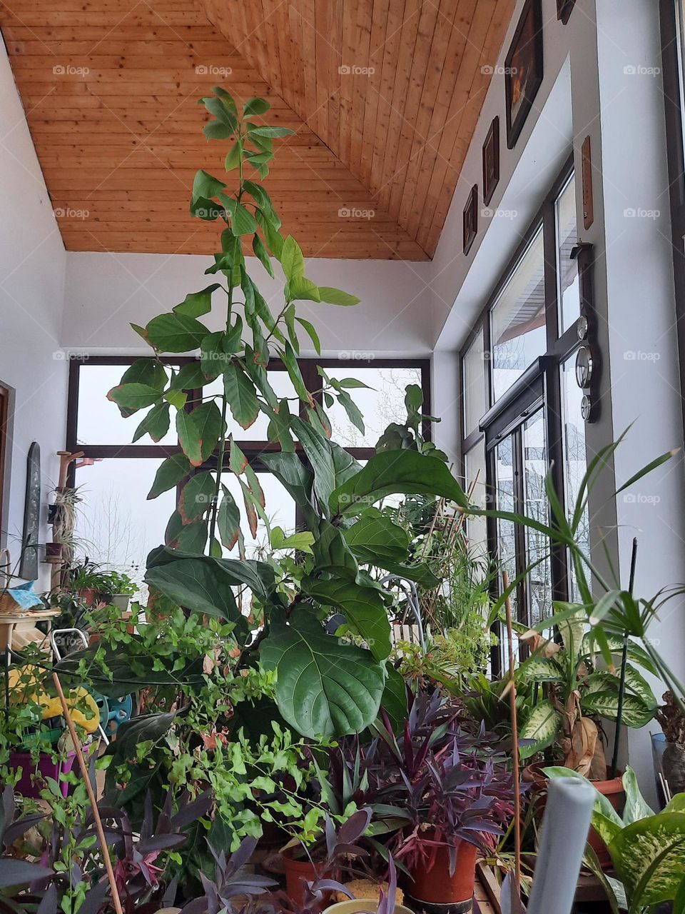 plants in conservatory