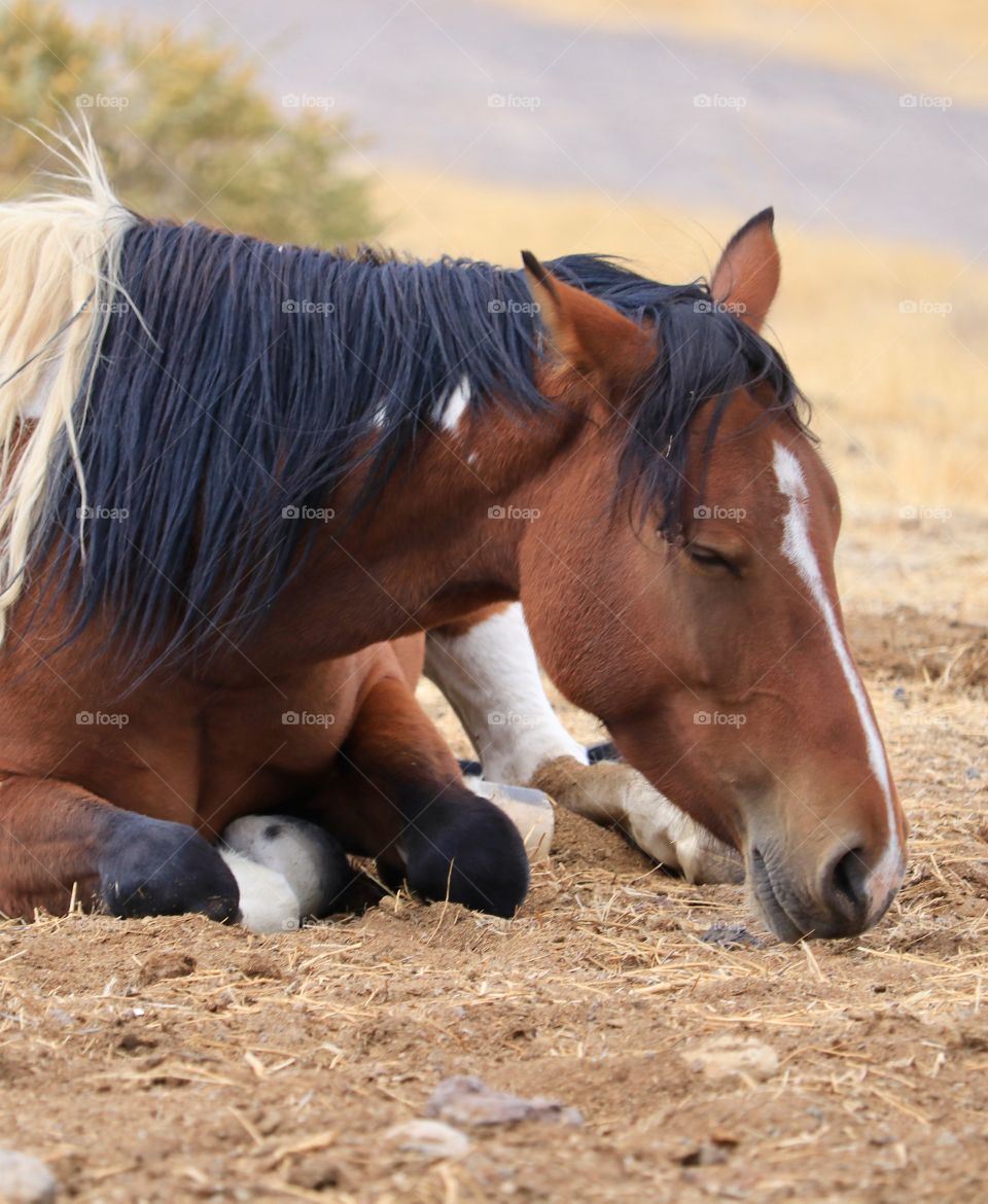 Young wild American mustang Paint/Pinto horse laying down, closeup