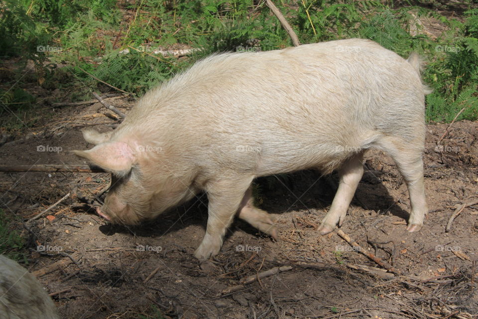 Woodland pig
